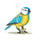 Kikkerland Blue Tit 3D Puzzle