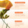 Droplet Set of 26 Incense Cones - Orange Blossom
