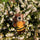 Felt So Good Howie Honey Bee Bear