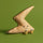 Jellycat Amuseables Zapperty Lightning Bolt
