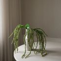 Botane Green Amaranthus Flower