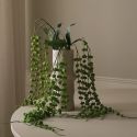 Botane Green Coral Fountain Amaranthus Flower