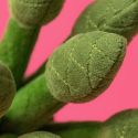 Jellycat Amuseables Asparagus