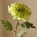 Botane Light Green Semi-Cactus Dahlia Flower