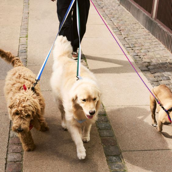 HAY Dog Flat Leash
