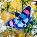 3D Peacock Butterfly