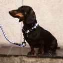 Hay Dogs Braided Leash