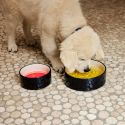 HAY Dog Bowl