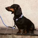 HAY Dog Flat Collar