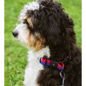 HAY Dog Flat Collar
