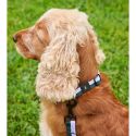 HAY Dog Flat Collar
