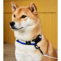 HAY Dog Flat Collar