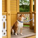 HAY Dog Flat Collar