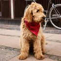 HAY Dog Scarf