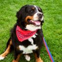 HAY Dog Scarf