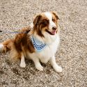 HAY Dog Scarf