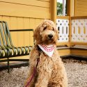 HAY Dog Scarf