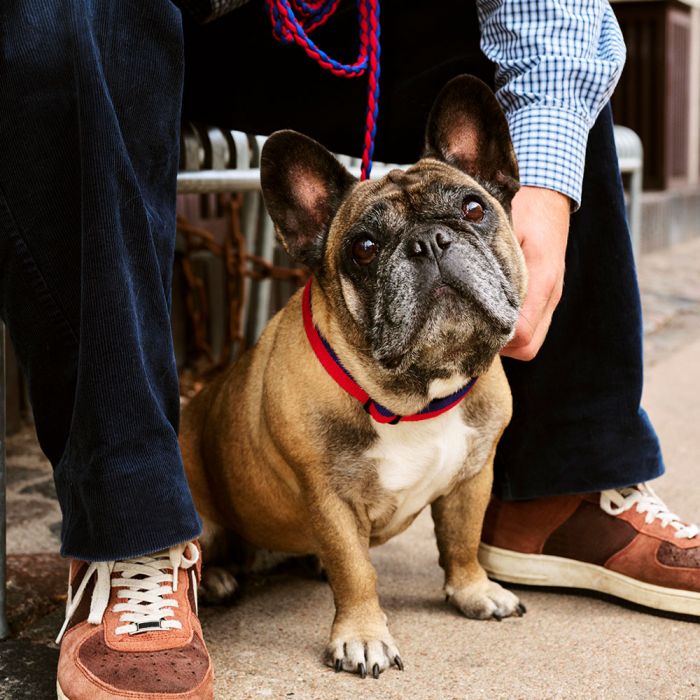 Hay Dogs Braided Leash