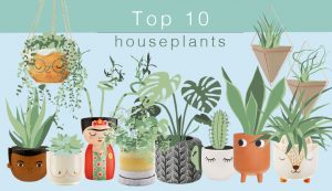 Top 10 Houseplants