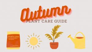Autumn Houseplant Care Guide